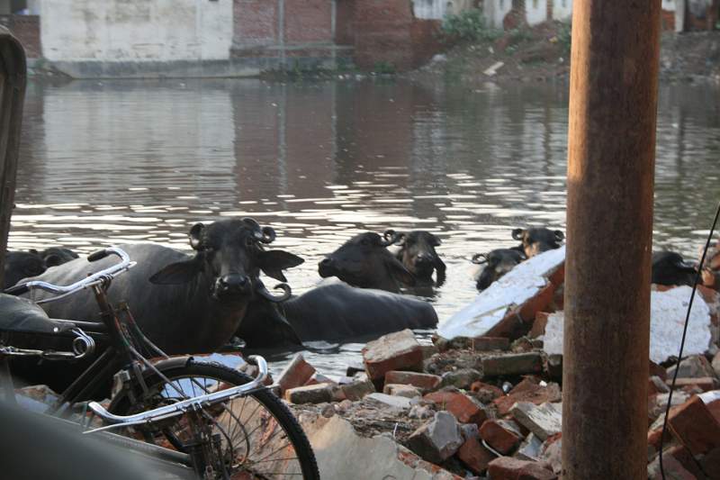 India & Nepal 2011 - 0744